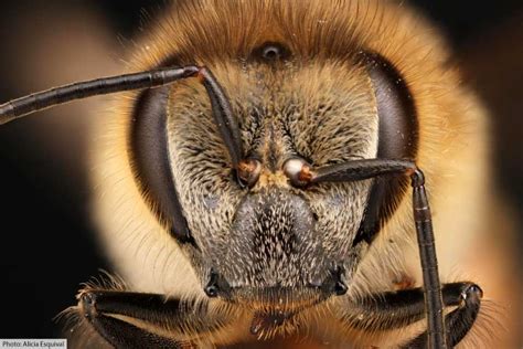 Honey Bee Facts Amazing Facts On Honey Bees For Kids And Adults