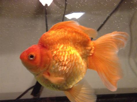 Large Ryukin Goldfish Ryukin Goldfish Goldfish Aquarium Fish