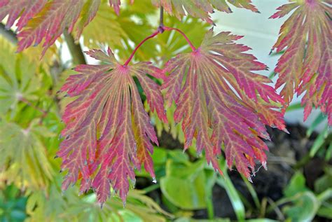 Fern Leaf Full Moon Maple Has Bold Foliage And Brilliant Fall Colors