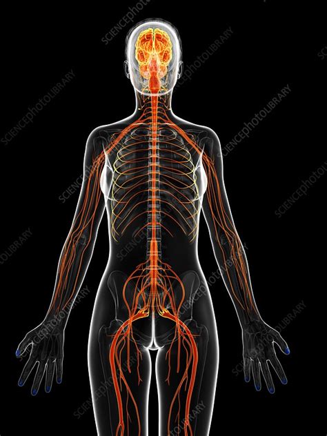 Female Nervous System Artwork Stock Image F0095378 Science