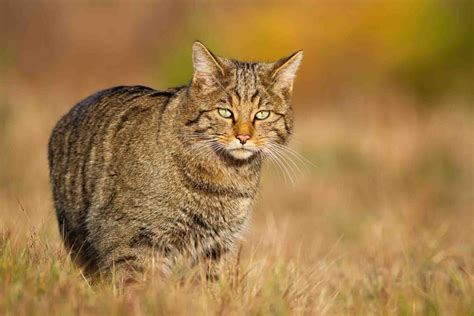 All 3 Wild Cats In Europe W Photos Wildlife Explained