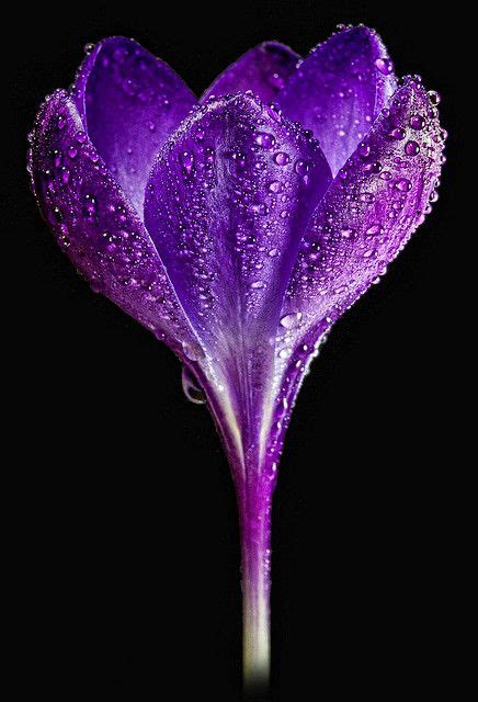 Drop Purple Rain Purple Love All Things Purple Shades Of Purple