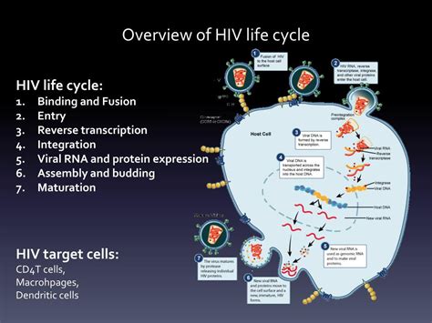 Hiv Life Cycle Stages