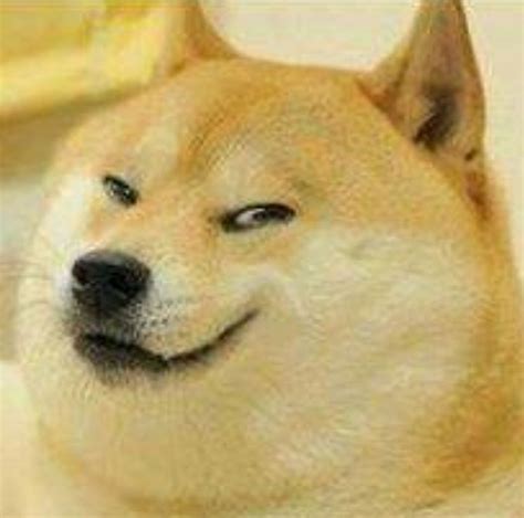 Doge Dog Doge Meme Dog Cat Animal Jokes Funny Animals Cute Animals