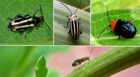 Small Black Bugs On Plants With Pictures Identification And Control