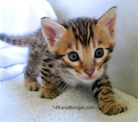Bengal cats and kittens for sale at aspengold cattery in castle pines co. Bengal Kittens for Sale, Healthy, Top Quality Bengal ...