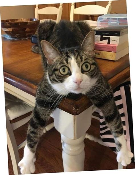 A Cat Sitting On Top Of A Wooden Table