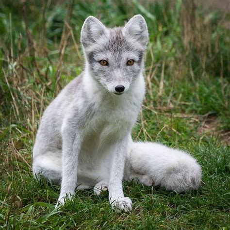 A Small White Fox Sitting In The Grass
