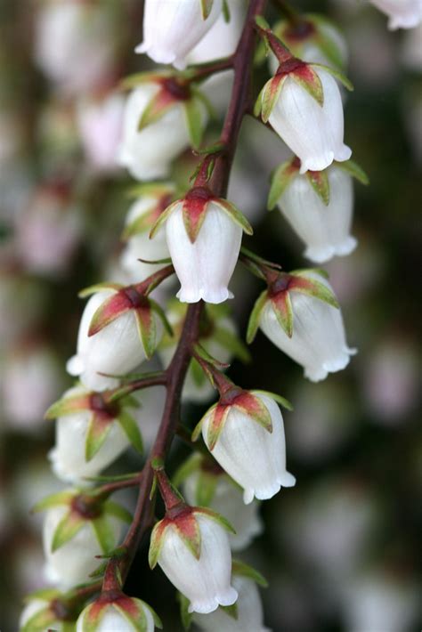 225 x 300 jpeg 11 кб. Pieris #4 | I'm a big fan of bell-shaped flowers such as ...