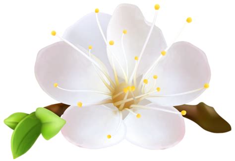 Flores Flor Bonita Branca PNG Imagens E Moldes Com Br