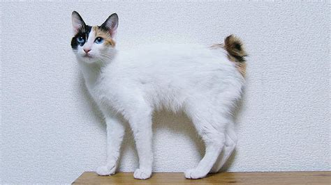 A Real Cat Will Bring You Happiness Maneki Nekos Story Kikikat