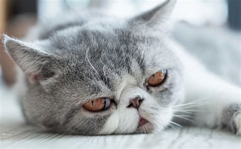 From cool to unique, cute to color based. 4 Reasons Why You Should Have An Exotic Shorthair Cat ...