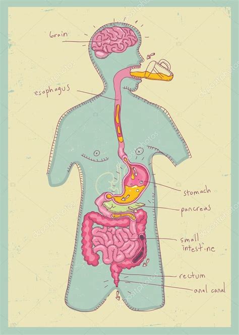 Ilustraci N Vectorial Del Sistema Digestivo Humano Para Ni Os