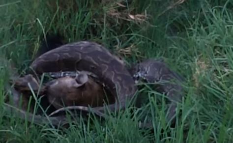 Body Of Missing Indonesian Man Found Inside Giant Python