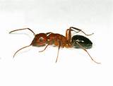 Large Flying Carpenter Ants Photos
