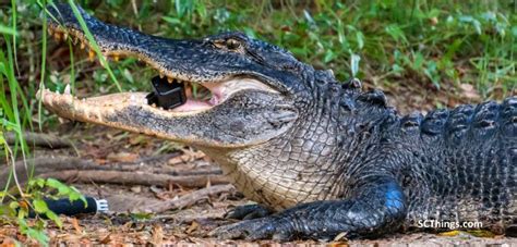 Alligator Eats Gopro At Huntington Beach State Park In South Carolina