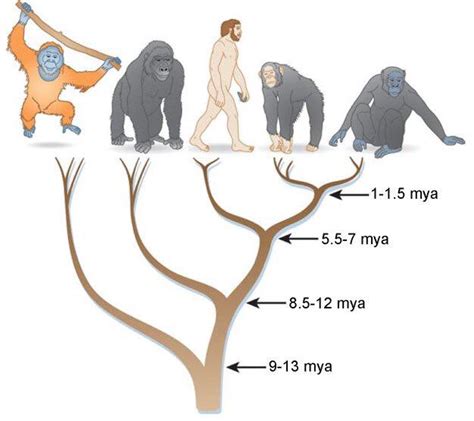 Phylogenetic Tree Of Hominids