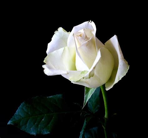 White Roses Meaning And History Flower Glossary