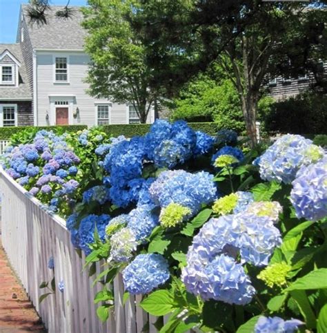 The Glorious Hydrangeas Of Nantucket Cottage Front Garden Hydrangea