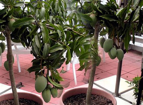 How To Grow Mango Tree Growing Mango In A Containers Mangoes