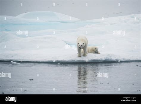 Polar Bear Mother And Cub Ursus Maritimus Playing On An Iceberg Baffin