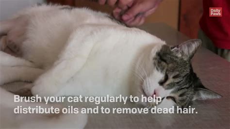 Heres What Causes Your Cats Dry Skin And Home Remedies To Try