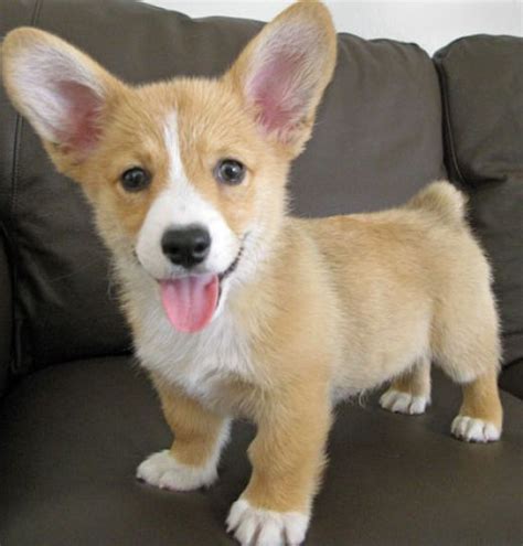 Uptown puppies offers a free puppy finder service that connects responsible, ethical breeders with responsible, ethical welsh corgi puppies. Found this little buy when looking for other pics of ...