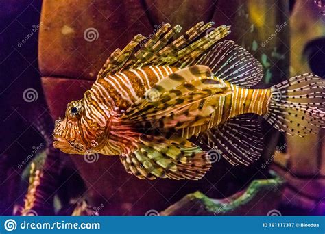 Close Up View Of A Venomous Red Lionfish Stock Image Image Of