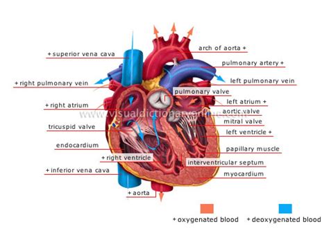Quotes About Blood Circulation 26 Quotes
