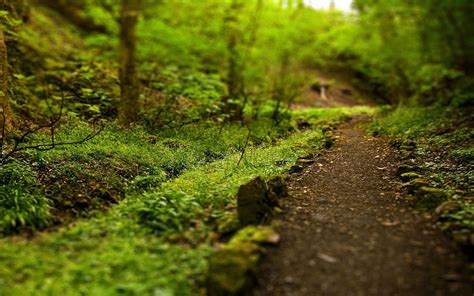 Small Pathway Through The Forest Wallpaper Nature And Landscape