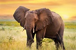 +60 Curiosidades de los Elefantes ¡Descubre lo especiales que son!