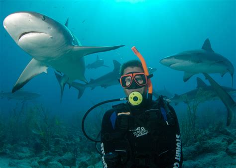It's important to keep in mind that swimming with sharks is probably a bit more dangerous than watching. nassau-shark-dive-diver - Bahamas Cruise Excursions