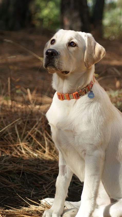 Yellow Lab Puppy Labrador Retriever Dog Labrador Retriever Labrador Dog