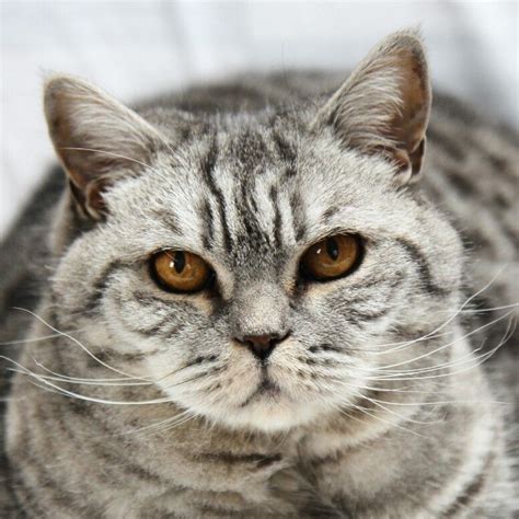 Cleo British Shorthair British Shorthair Animals Cats