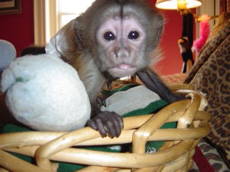 Baby Capuchin Monkey For Free Adoption And For Sale