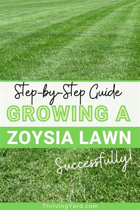 Step By Step Guide To Growing A Zoysia Lawn Successfully In Lawn Care Tips Lawn Care Lawn
