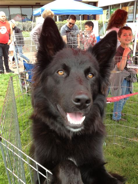 Sirus Black Rocket Dog Rescue