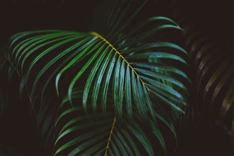Leaf Plant Palm Tree And Palm 4k Hd Wallpaper
