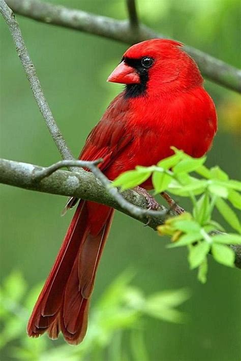 West Virginia State Bird Cardinal State Bird Of West Virginia