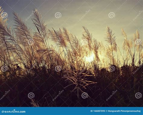 Sunset Stock Image Image Of Reed Sunset Sundown Flower 166087095