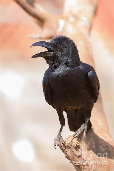 Indian Jungle Crow Photograph By B G Thomson