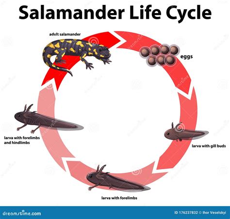 Diagramm Das Lebenszyklus Des Salamanders Zeigt Stock Abbildung
