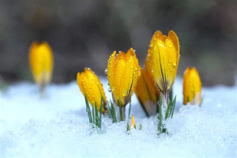 20 Best Uk Winter Flowering Plants And Shrubs Upgardener