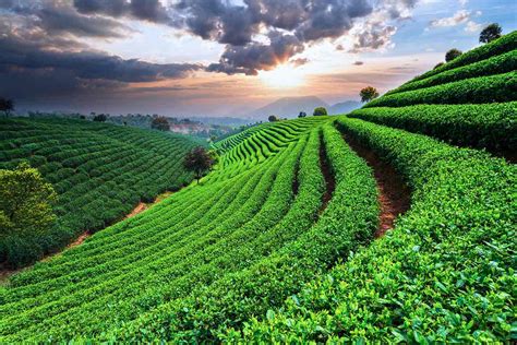 At fields, we are committed to by combining the premium quality of our fields with the best in customer care, we create sports parks of distinction that wow teams, coaches and guests. How To Rate The Quality Of Matcha Green Tea