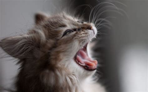 Animals Cat Kitten Screaming Cat Wallpapers Hd Desktop And Mobile