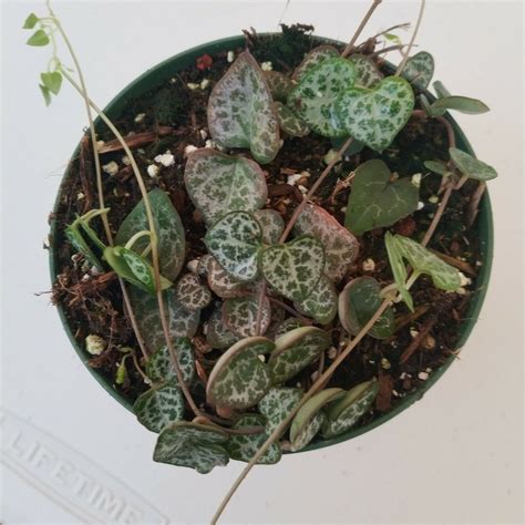 Ceropegia Woodii String Of Hearts Rare Succulent Plant Shown In 4 Pot