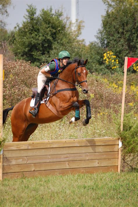 Top Fifteen Beginner Novice Horse Cross Country Photos At Aec