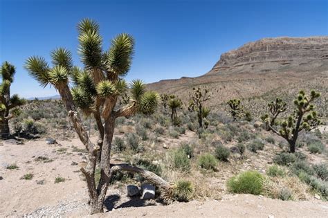 Arizonas Joshua Tree Forest Amazing America