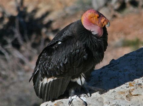 California Condor The Life Of Animals