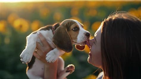 Are Beagles Lap Dogs